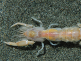 The strange war between ghost and mud shrimp and the oyster