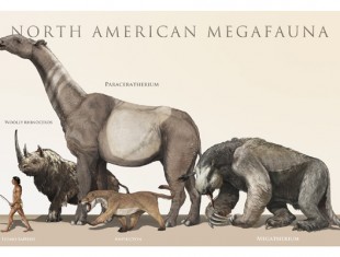 What on Earth happened to all the animals that went extinct, including those hairy elephants?