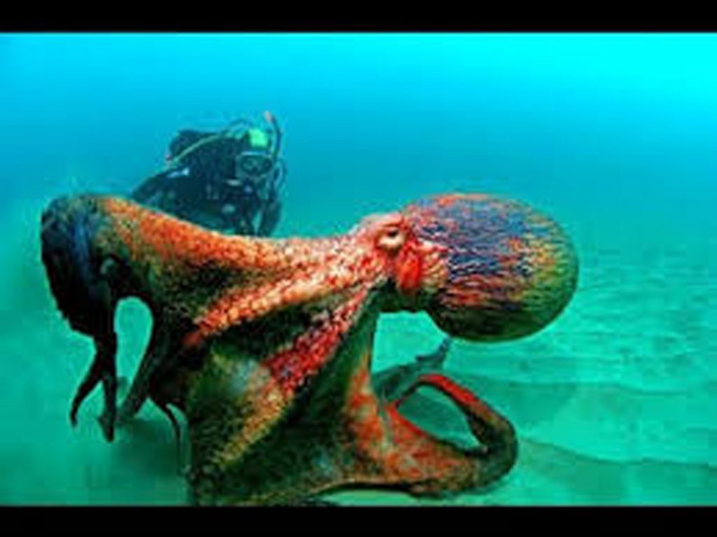 pacific-octopus